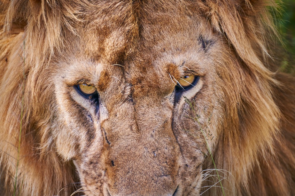 I am the king